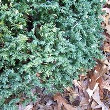 Chamaecyparis pisifera 'Silver Lode'