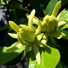 Calycanthus floridus 'Athens'