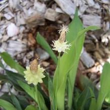 Cymophyllus fraseri