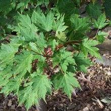 Acer tschonoskii subsp. koreanum Acer tschonoskii subsp. koreanum