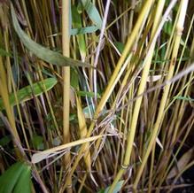 Fargesia robusta