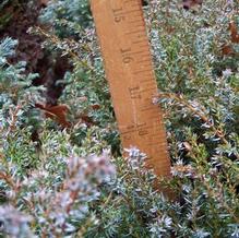 Juniperus communis 'Berkshire'