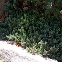 Juniperus horizontalis 'Grey Forest'