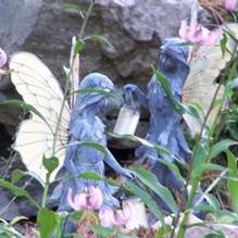 Lilium martagon