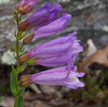 Penstemon fruticosus