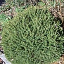 Dwarf Norway Spruce