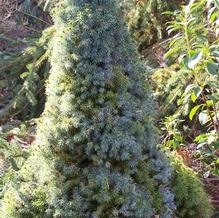 Dwarf Alberta Spruce