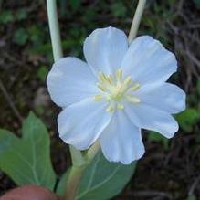 Podophyllum peltatum