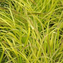 Carex elata 'Bowle's Golden'