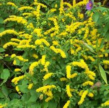 Solidago sphacelata 'Golden Fleece'