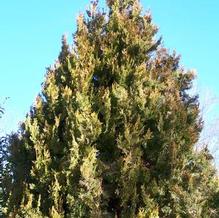Chinese Arborvitae