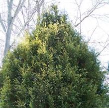 Thuja plicata 'Zebrina'