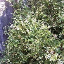 Thujopsis dolobrata 'Variegata'