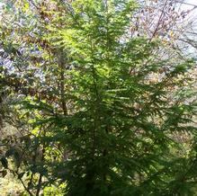 Tsuga canadensis 'Livingston'