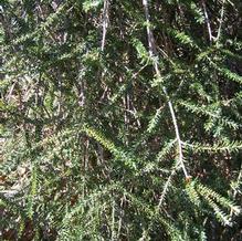 Tsuga canadensis ''whip form''