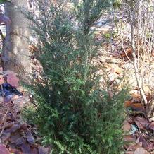 Tsuga canadensis 'Whirling Dervish'