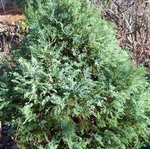 Chamaecyparis pisifera 'Iceberg'