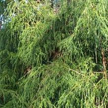 Chamaecyparis pisifera 'Sungold'