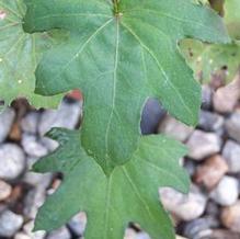 Diaspanthus uniflorus