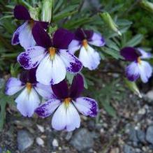Viola pedata 'Eco Artist Palette'