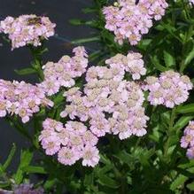 Achillea sibirica 'Kamtschaticum'