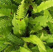 Blechnum spicant