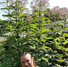 Eupatorium purpureum subsp. maculatum 'Gateway'