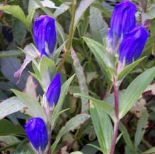 Gentiana makinoi 'Marsha'