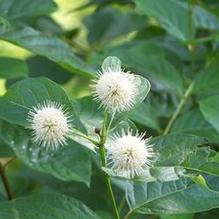 Cephalanthus occidentalis 'Sputnik'