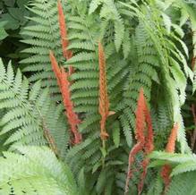 Osmunda cinnamomea