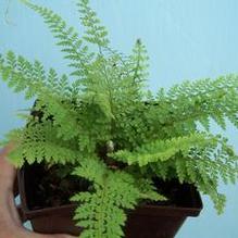 Polystichum setiferum 'Herrenhausen'