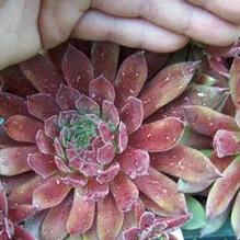Sempervivum 'Pacific Joyce'