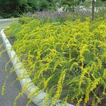 Solidago shortii 'Solar Cascade'
