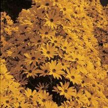 Helianthus salicifolius 'First Light'