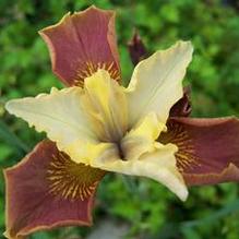 Iris sibirica 'Drink Your Tea'