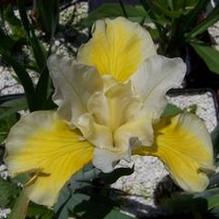 Iris sibirica 'Solar Energy'