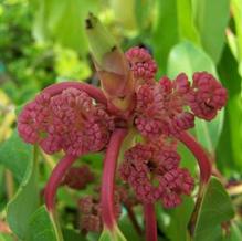 Daphniphyllum himalaense var. macropodum (MALE)