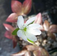 Hepatica acutiloba