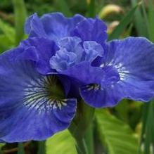 Iris sibirica 'Bluebird Kisses'