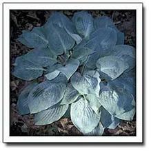 Hosta 'Mystic Star'
