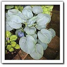 Hosta 'Powder Blue'