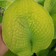 Hosta 'World Cup'