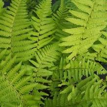 Dryopteris pseudo-filix mas