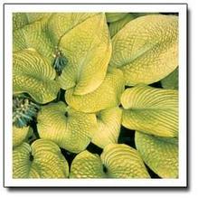 Hosta 'Rosedale Golden Goose'