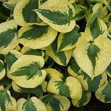 Hosta 'Tootie Mae'