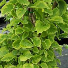 Hydrangea anomola subsp. petiolaris 'Miranda'