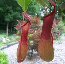 Nepenthes alata