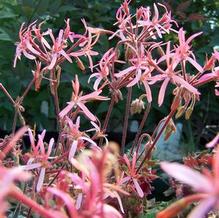 Pelargonium hortorum 'Bird Dancer'