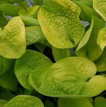 Hosta 'Rich Uncle'