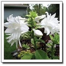 Hosta plantaginea 'Aphrodite'